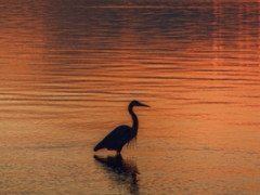 Dr. Julian G. Bruce St. George Island State Park