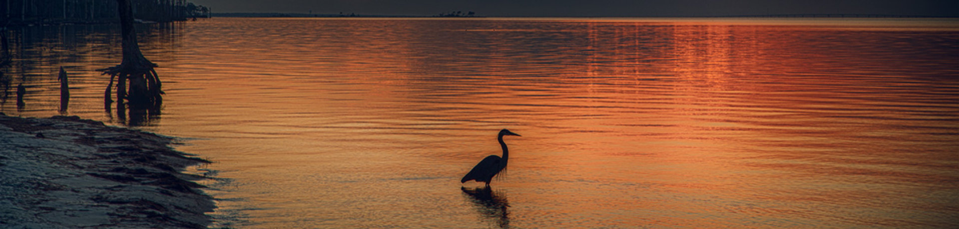 Heron basking in the sunset on St. George Island